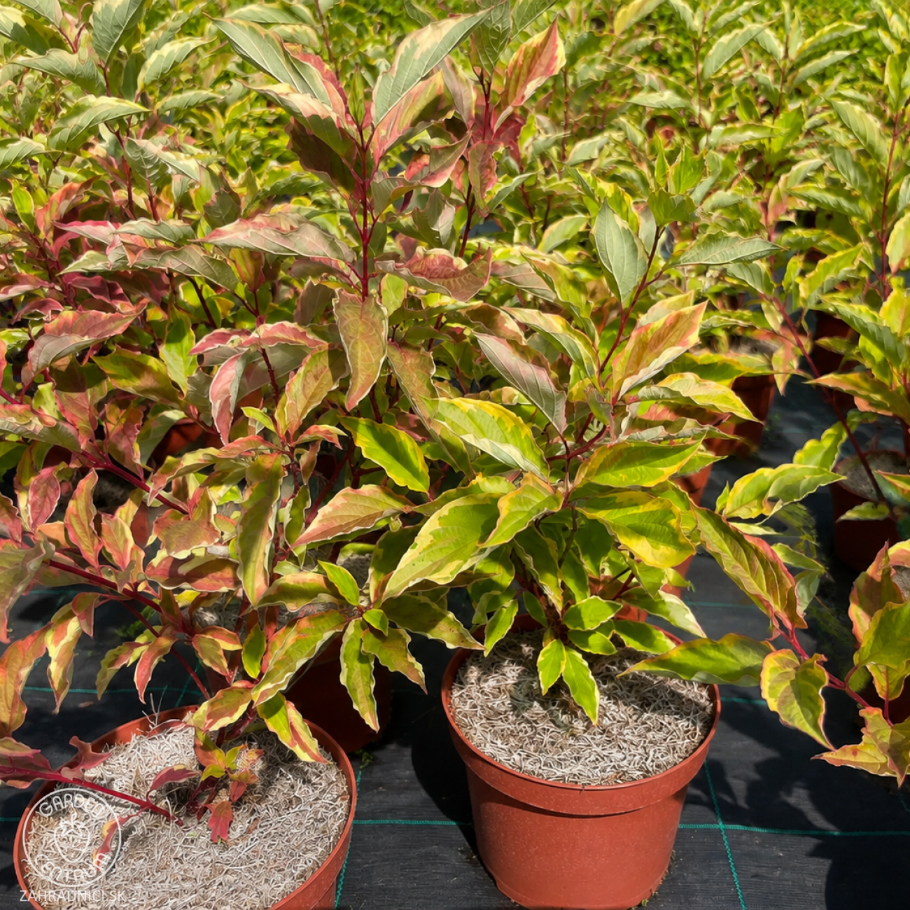 Obrázok Drieň biely (Cornus alba) ´GOUCHAULTII´ – výška 50-60 cm, kont. C3L
